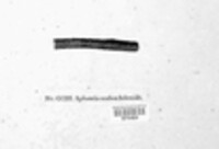 Herpotrichia pinetorum image